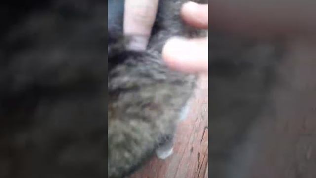 жопой в камеру котейка,кот,кендиль кота,(???????????)