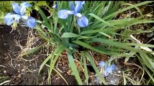 Японские ирисы