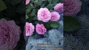 Роза Лавендер Айс (Lavender Ice) — характеристики флорибунды