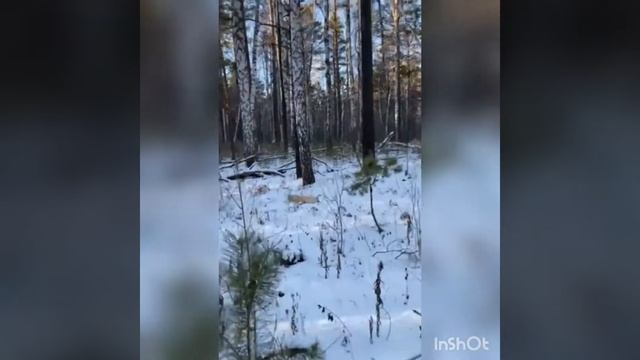 Охота на лису с русской пегой гончей. смотреть онлайн