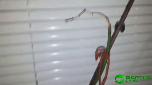 Органическое удобрение для орхидей смотреть онлайн