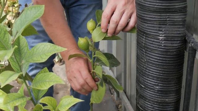 Биовегетарий в реальности. Тест БиоДома от компании АгроПлюс смотреть онлайн