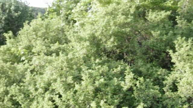 пение птиц в Крыму смотреть онлайн