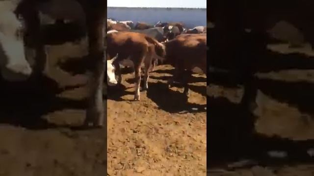 Симментал! КРАСИВАЯ порода коров +7 965 617 60 05. Звоните! +7 965 617 60 05 Звоните! смотреть онлайн