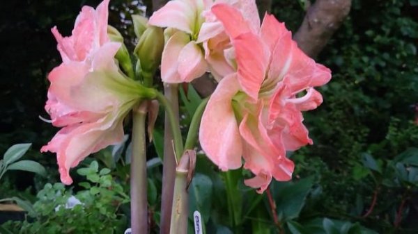 Exotic Nymph Amaryllis