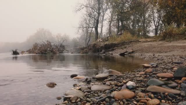 ВЛОГ ПЁС ШРЭК И ПУСТОТА. Бассет-хаунд, Basset Hound, Osmo Pocket Cinematic.