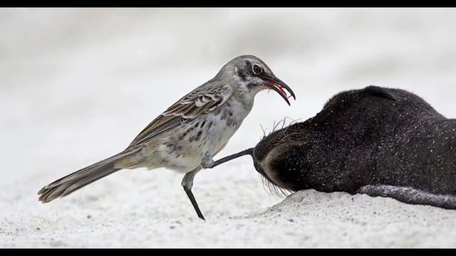 ШОКИРУЮЩИй Топ 9 животных пьющих кровь и таящих... смотреть онлайн