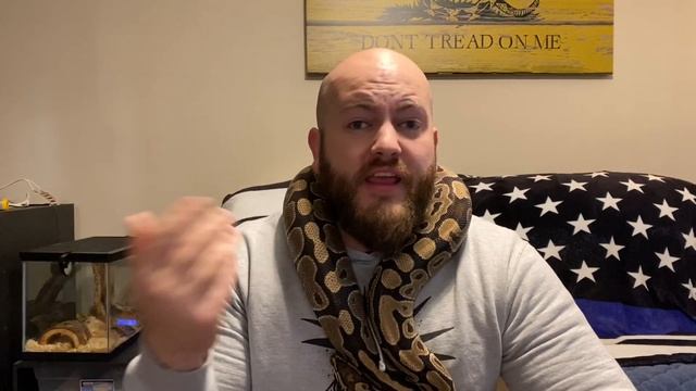 The Power of the Amazing Normal Ball Python and why every breeder/ collector should have them. смотреть онлайн