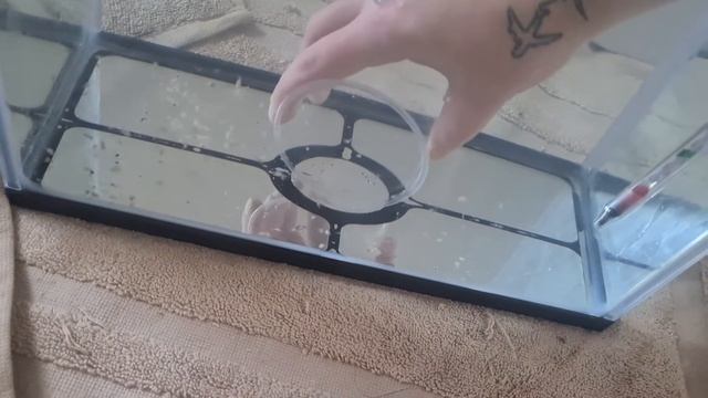 малёк Аксолотль,делюсь опытом?