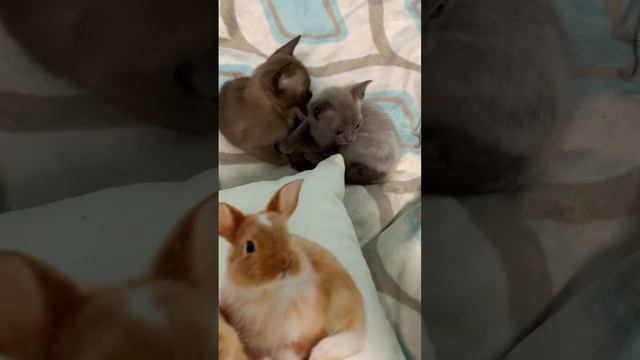 Каких людей любят кошки смотреть онлайн