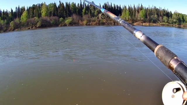 Первый Заброс и Сразу Зачëт и Обрыв Крючка. Рыбалка на поплавок на реке Лебедь. смотреть онлайн
