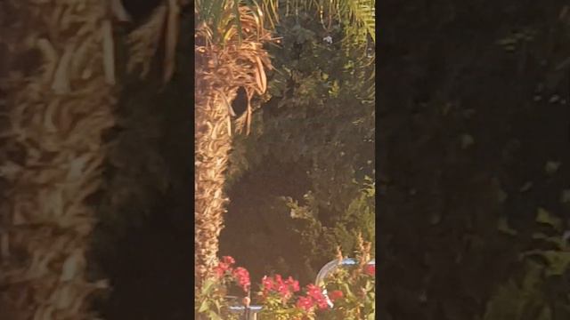 пальмы,такие разные бывают🌴🌴🌴🌴🌴 смотреть онлайн