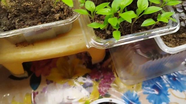 Томат Золотые купола. вопрос. смотреть онлайн