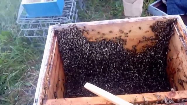 Формирование нуклеусов Вывод маток