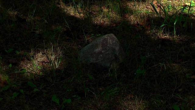 Камень в лесу. Лето. смотреть онлайн