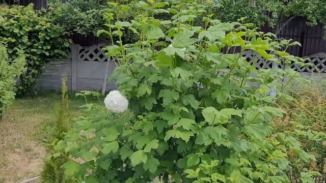 3.06.2023 вершкуются томаты, прогулка по саду смотреть онлайн