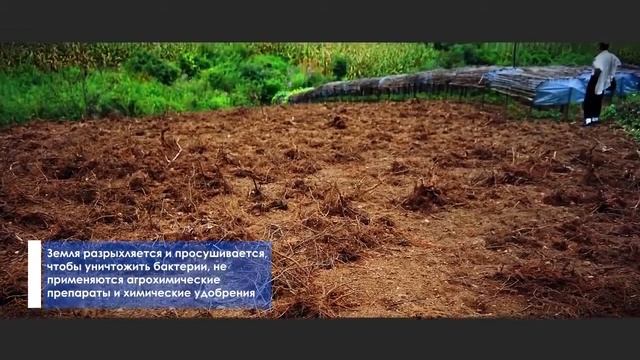 Женьшень - корень жизни. Царь всех трав. смотреть онлайн