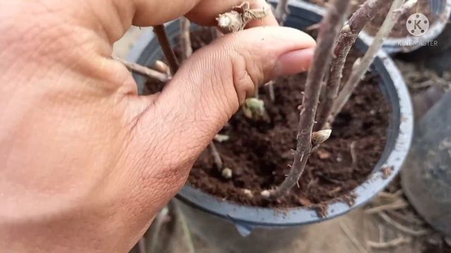 Grow Raspberry From Cuttings In pakistan | Rare Garden | Urdu/हिंदी | смотреть онлайн