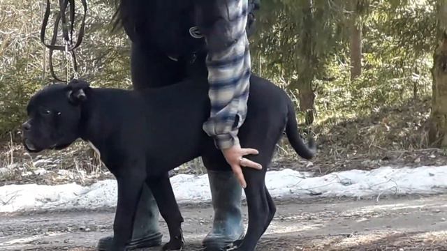 Улан из Дворянского Гнезда! Кане корсо, 6 месяцев(2) смотреть онлайн