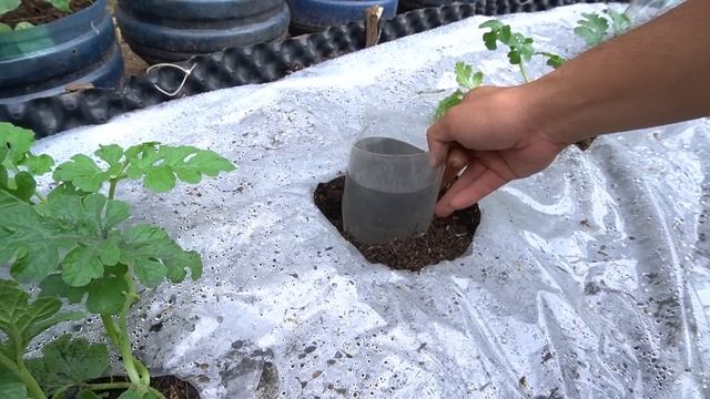 Skill of growing square watermelons at home, let's see how they do смотреть онлайн