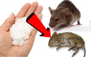 Как избавиться от крыс и мышей.