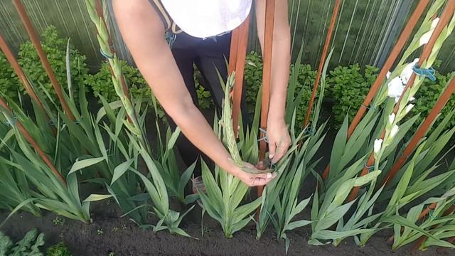 У гладиолуса искривился цветонос . Gladiolus . смотреть онлайн