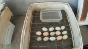 Можно ли хранить инкубационные яйца в холодильнике. ? . Эксперимент...Что из этого вышло.