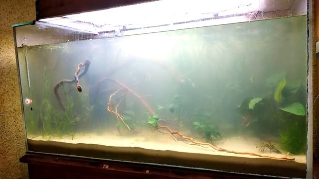 Аквариум 200 литров #3. Посадка растений. смотреть онлайн