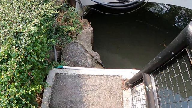 Achtung! Freilaufende Warane in diesem Park || Rennradtour durch den Lumphini Park in Bangkok ?? смотреть онлайн