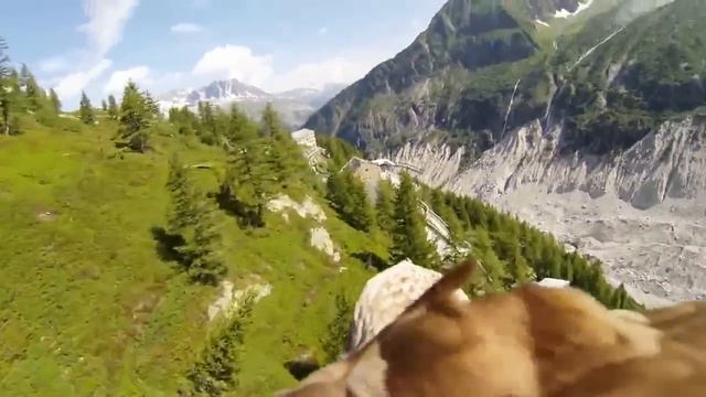 К орлу прикрепили камеру. Словно сам полетал! смотреть онлайн