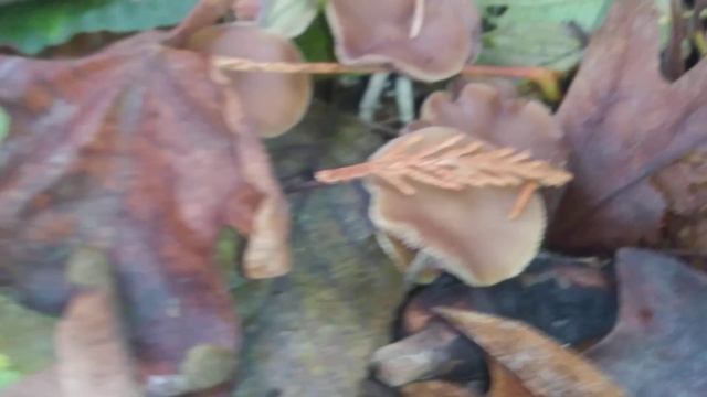 First cyanescens find Seattle смотреть онлайн