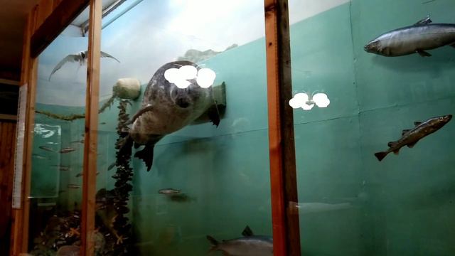 Интересно о морских обитателях Белого моря. смотреть онлайн