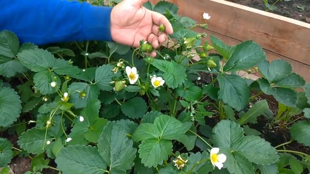 Клубника Крапо 10 смотреть онлайн