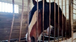 Пробежалась по конюшне. наши малявочки ?