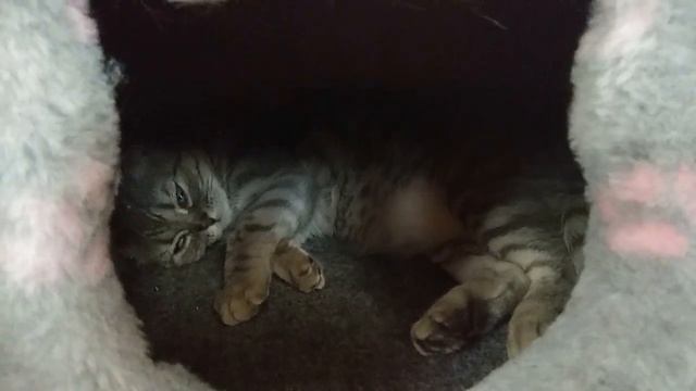 Шотландская кошечка Сима. Как решили проблемы с туалетом. Термокаутер и вакууматор. смотреть онлайн