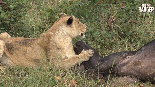Lion Pride Catch A Buffalo | Herd Returns To Seemingly Mourn Loss смотреть онлайн