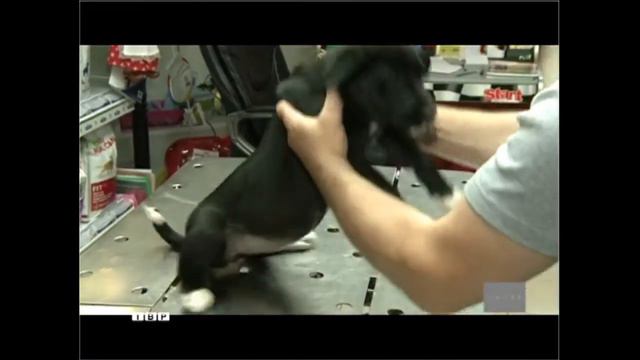Наши питомцы в программе "Элита" №408 от 09.10.2015 смотреть онлайн