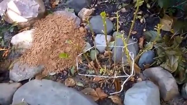 Гортензия.Укрытие гортензии крупнолистной на зиму. смотреть онлайн