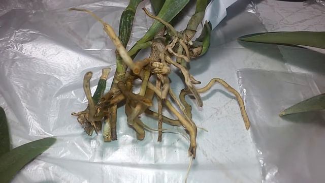 Новые Орхидеи от Siedel Orchids смотреть онлайн