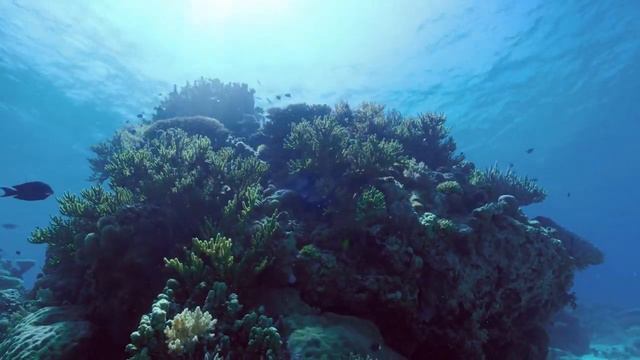 Apo Reef Natural Park Mindoro Philippines смотреть онлайн