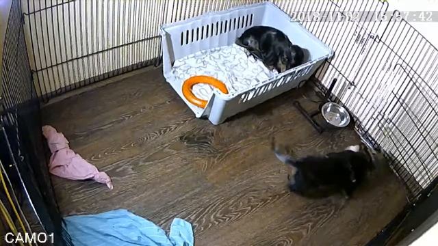 Я Такса смотреть онлайн