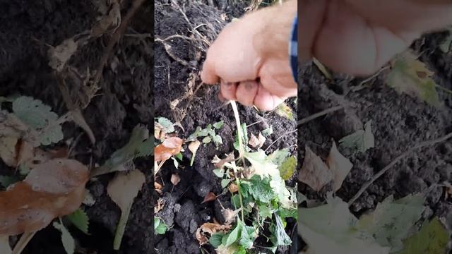 посадка чеснока и озимого лука. прячем в погреб георгины. смотреть онлайн