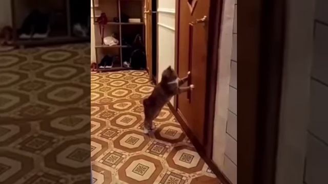 ???? смотреть онлайн