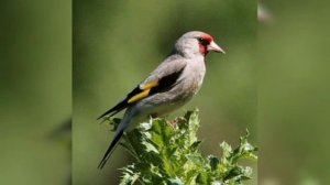 Sava qushi mp3. Sava qush sayrashi...