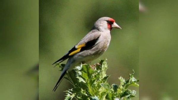 Sava qushi mp3. Sava qush sayrashi...