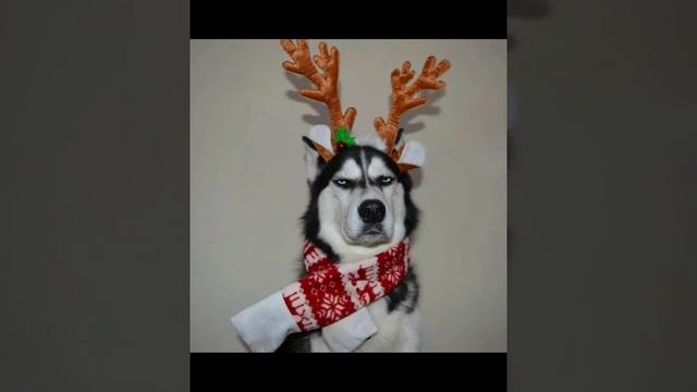 фото хаски смотреть онлайн