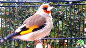 Пение Седоголовый Щегол