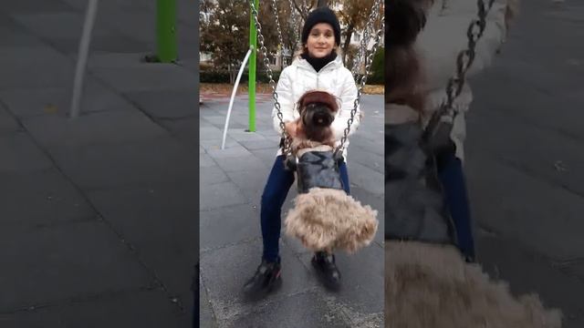 Моя любовь- ПУМА Йоркширский терьер. PUMA смотреть онлайн