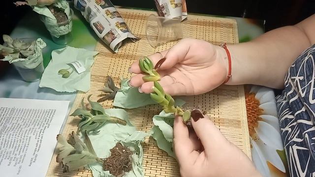 😱Сюрпризы почты❗Новые хотелочки🌱🪴 смотреть онлайн