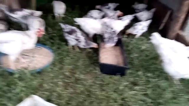 Новый вольер для цыплят Пушкинской породы!!! смотреть онлайн